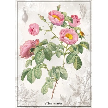 Interdruk - Puzzle Botanic Rose - 1 000 piese
