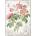 Interdruk - Puzzle Botanic Rose - 1 000 piese