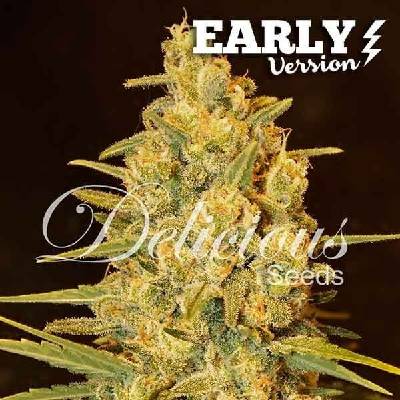Delicious Seeds Critical Sensi Star Early Version semena neobsahují THC 5 ks