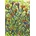 Grafika Art Puzzle - Puzzle Sally Rich: Mexican Sunflowers - 1 000 piese