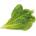 Click & Grow Семена Click and Grow маруля ромейн, 9 броя
