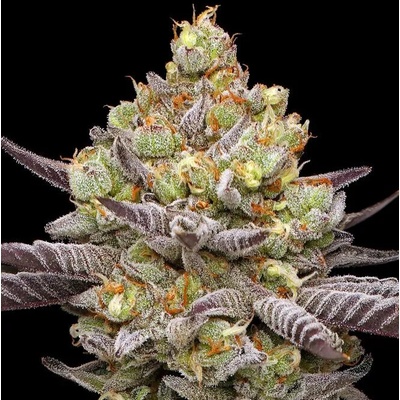 Humboldt Seed Company Hyper Za semena neobsahují THC 10 ks