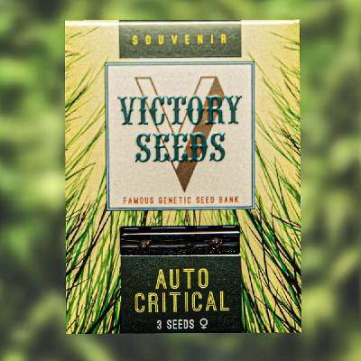 Victory Seeds AUTO Critical semena neobsahují THC 10 ks