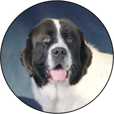 VIZINGR Landseer MAXI logo L2č.200