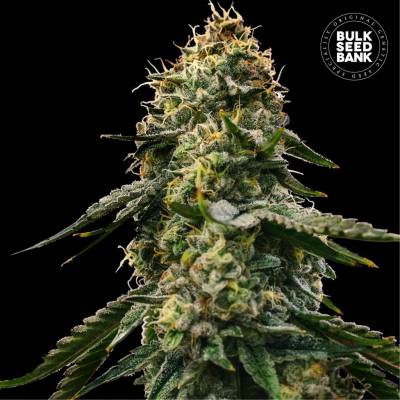 Bulk Seed Bank AUTO Runtz Gluntz semena neobsahují THC 10 ks