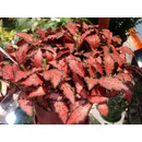 Fittonia Rood