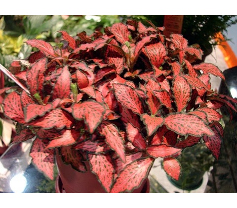 Fittonia Rood
