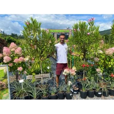 Oleander obyčajný (Nerium oleander) RUŽOVÝ – výška 150–170 cm, obvod kmeňa 8/10 cm, kont. C18L, na kmienku