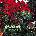Killswitch Engage - Atonement (LP) (0190758817316)
