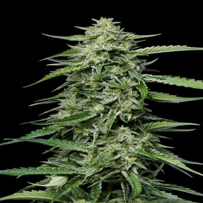 Humboldt Seed Company Blueberry Honey semienka neobsahujú THC 5 ks