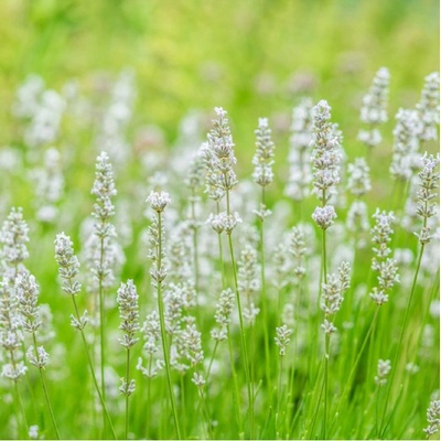 Levandule lékařská Ellegance Snow - Lavandula angustifolia - semena levandule - 15 ks