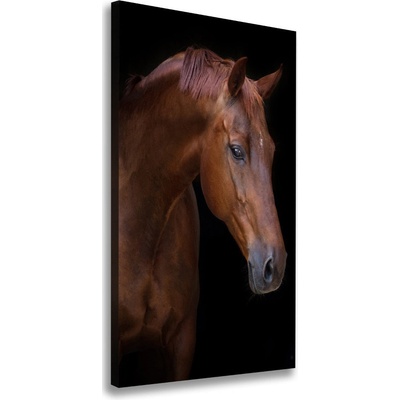 Vertikálny foto obraz na plátne Portrét koňa 50x100 cm