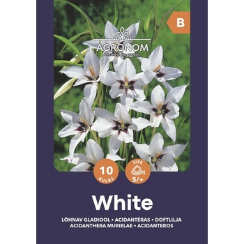 Seklos Ацидантера Бяла Acidanthera Murielae - 10 бр луковици