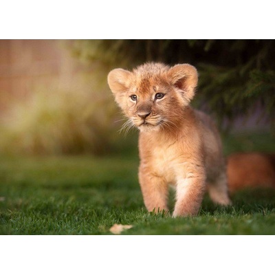 (B) 3D pohľadnica Lion Prince