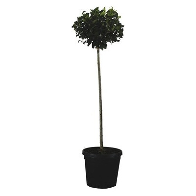 Vtáčí zob polokmeň Ligustrum Texanum výška 130 cm kvetináč 18 cm