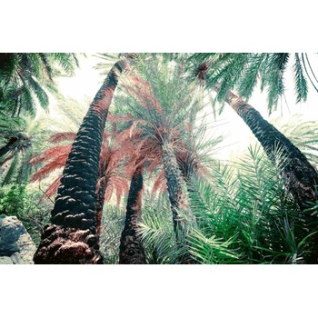 DIMEX ART s. r. o Флизелинов фототапет екзотична дълбока гора 375 x 250 см