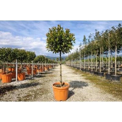 Červienka Fraserova (Photinia fraseri) ´MCLARLOU LOUISE´ - výška 140-150 cm, obvod kmeňa 8/10 cm, kont. C30L NA KMIENKU