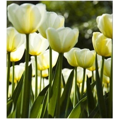 DIMEX MS-3-0127 vliesová fototapeta na zeď Biele tulipány, rozmery 225 x 250 cm