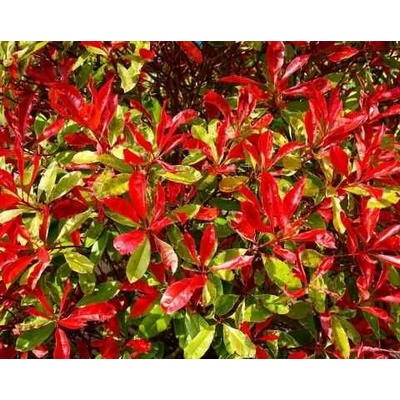 GREENBOSS FLOWER Pieris japonský "Forest Flame" 3l