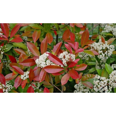 Photinia fraseri 'Red Robin' Prodejní velikost: 020/030, Velikost hrnku: 1,5 l – Zboží Mobilmania