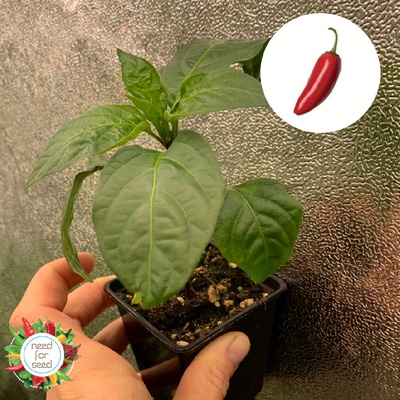 Need For Seed Chilli Jalapeno sazenice 1 ks