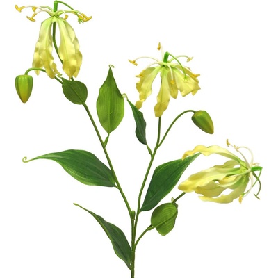 Glorióza - Gloriosa Michelle zlutá 84cm