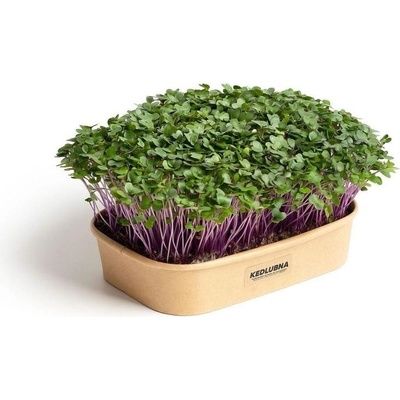 Sada pro domácí pěstování microgreens – Kedlubna fialová