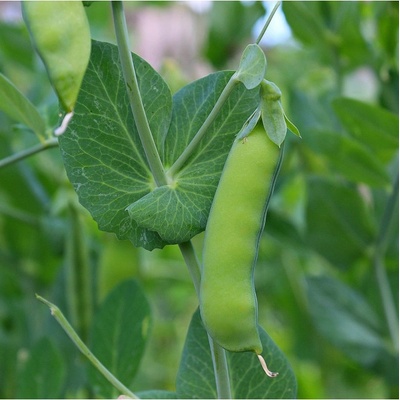 BIO Hrách dřeňový raný Zázrak z Kelvedonu - Pisum sativum - bio semena hrachu - 50 ks