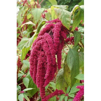 Семена от Амарант лисича опашка - червен 2гр (690540)