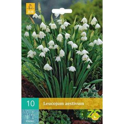 Bledule Leucojum Aestivum 10 cibulí