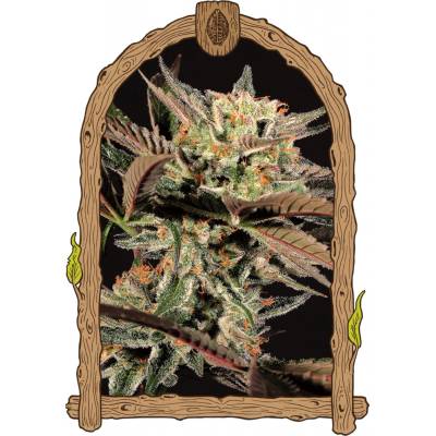 Exotic Seeds Amnesia #7 semena neobsahují THC 25 ks