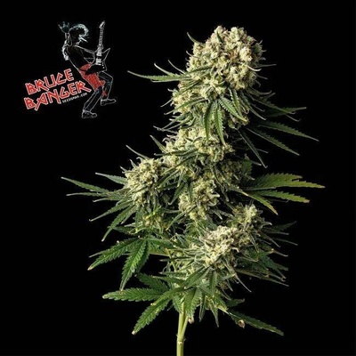 Seedsman Bruce Banger semena neobsahují THC 10 ks
