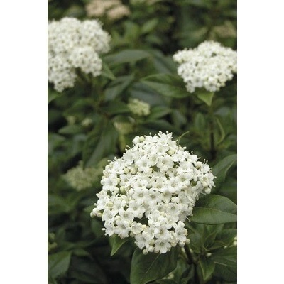 Kalina modroplodá FloraSelf Viburnum tinus 60-80 cm květináč 9 l