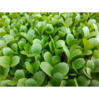 Microgreens Salát Blonde De Paris na 50 g
