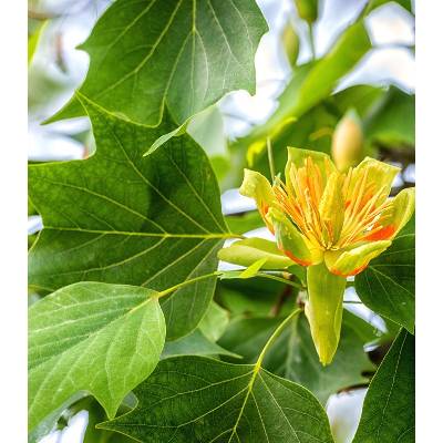 Liliovník tulipánokvětý - Liriodendron tulipifera - osivo liliovníku - 10 ks