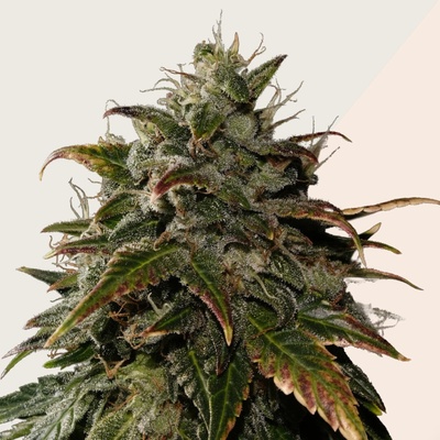 Kera Seeds LA Widow semienka neobsahujú THC 10 ks
