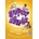 Super Minds Level 5 Presentation Plus DVD-Rom
