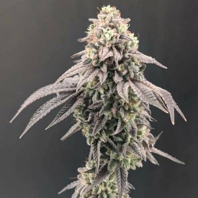 Fast Buds Garlic Mint Sherbet semena neobsahují THC 1 ks