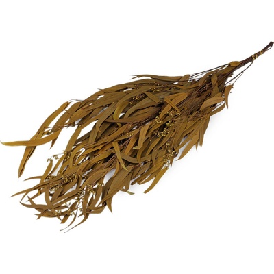Prima-obchod Stabilizovaný eukalyptus svazek, barva 1 zelená khaki