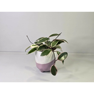 Hoya Carnosa Tricolor