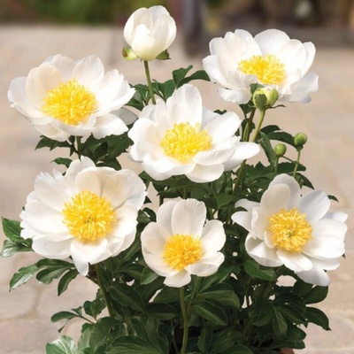 Pivoňka Patio Dublin Paeonia lactiflora hlízy pivoňky 1 ks