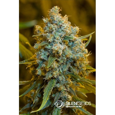 Silent seeds Critical Jack semena neobsahující THC 25 ks