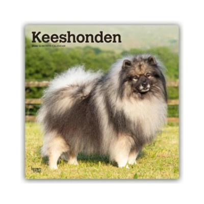 Keeshonden Wolfsspitz 16-Monats 2026