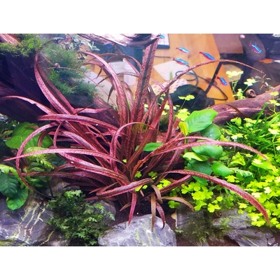 Cryptocoryne spiralis Red 5,5 cm – Sleviste.cz
