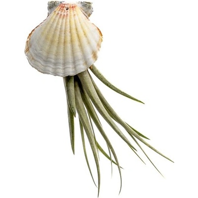 Gardners Mušle s Tillandsií Faciculata Tillandsie, kykatka