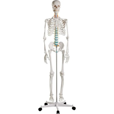Kostra člověka Oscar 178 cm