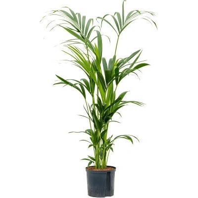 Kentia (howea) forsteriana Tuft 8pp 22/19 výška 120 cm