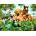SunsOut - Puzzle Summer Pals 500 XXL - 500 piese