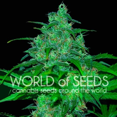 World of Seeds Wild Thailand semienka neobsahujú THC 12 ks