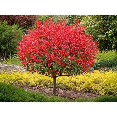 Červienka fraserova Little Red Robin na 80-90 cm kmienku, výška 140-160 cm, kvetináč 18 l